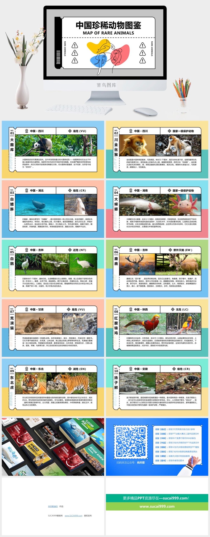 中国珍稀动物图鉴——动物保护ppt模板