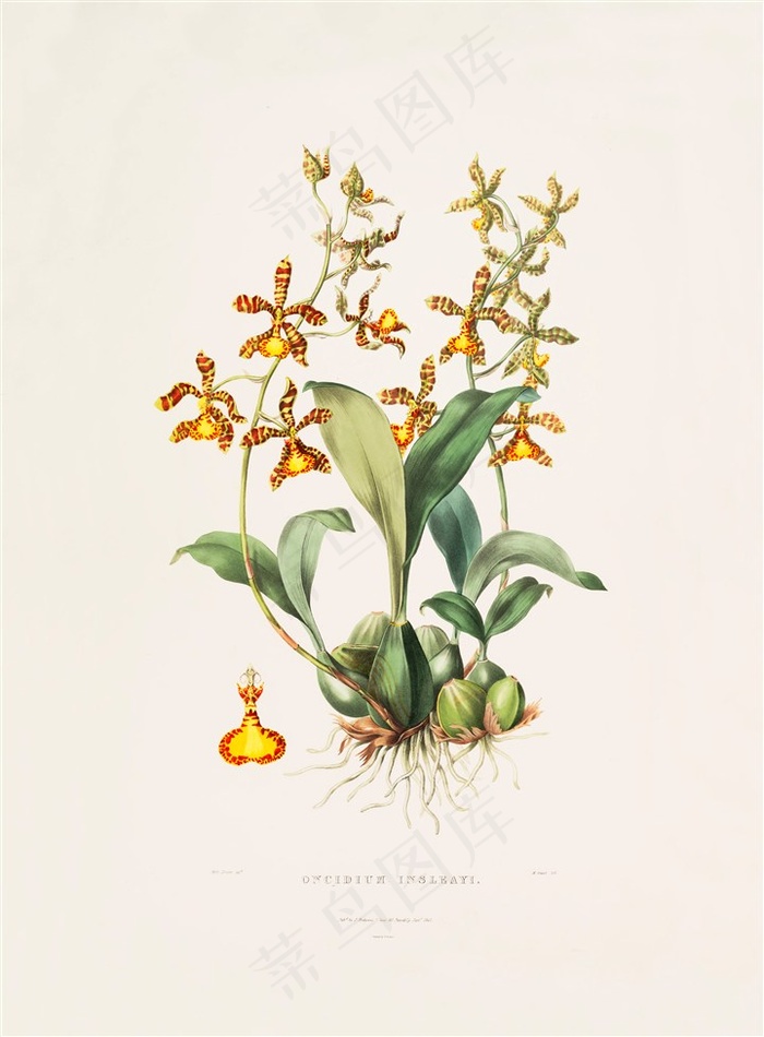 北欧手绘彩绘兰花植物插画图片