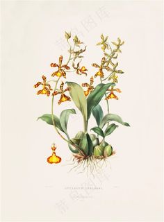 北欧手绘彩绘兰花植物插画图片