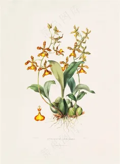 北欧手绘彩绘兰花植物插画图片