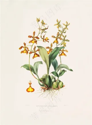 北欧手绘彩绘兰花植物插画图片