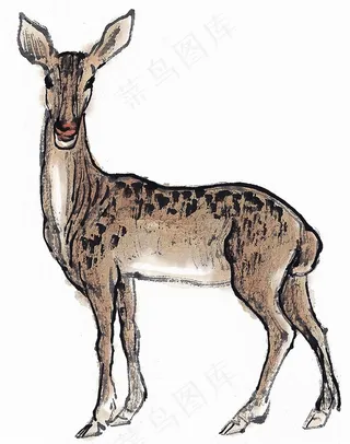 野生动物设计jpg素材