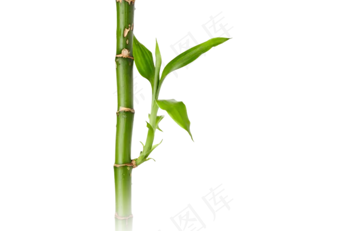 免抠实物竹子摄影图透明图层