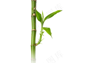 免抠实物竹子摄影图透明图层