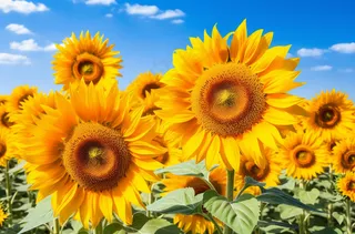 向日葵花海摄影图