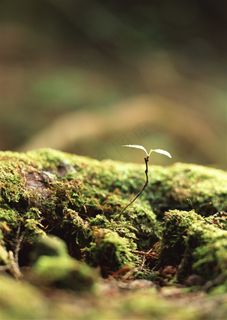 树木风景景观图片素材