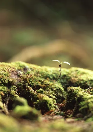 树木风景景观图片素材