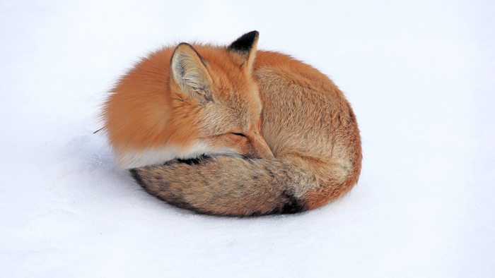 雪地狐狸  