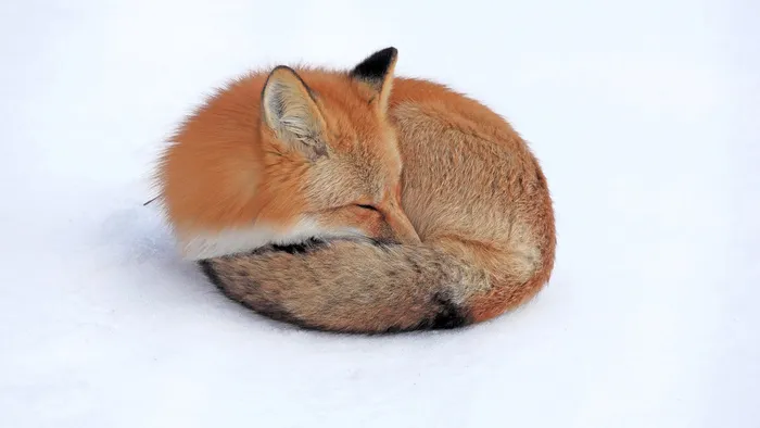 雪地狐狸  