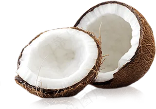 椰子免抠素材 (23)