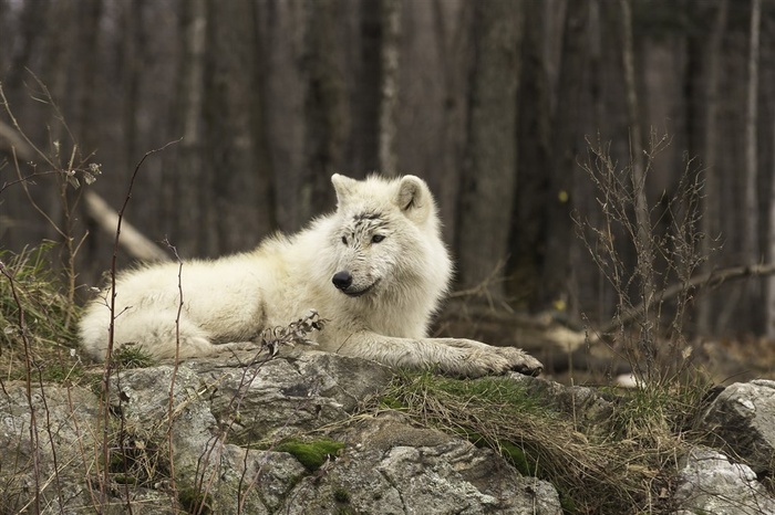 头部受伤的狼图片
