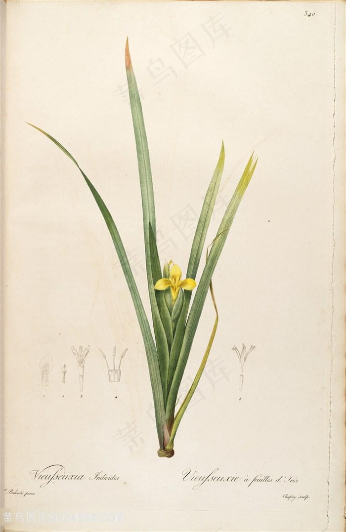 雷杜德原版小黄花唯美花草图谱素材