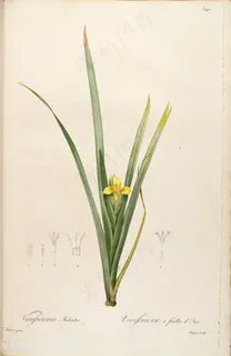 雷杜德原版小黄花唯美花草图谱素材