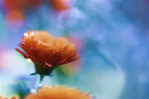 唯美鲜花图片 唯美鲜花图片