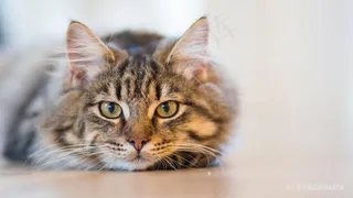 趴伏的猫咪图片