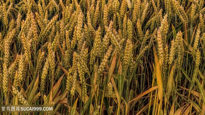 唯美农作物小麦