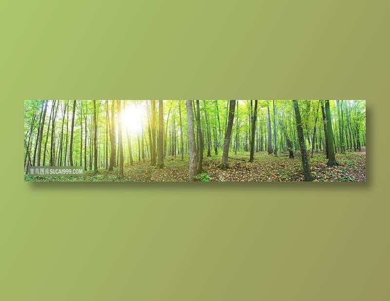 茂密树林风景图片