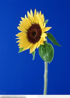 金色向日葵-弯曲的向日葵