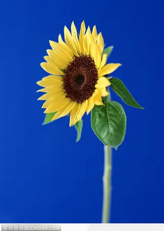 金色向日葵-弯曲的向日葵