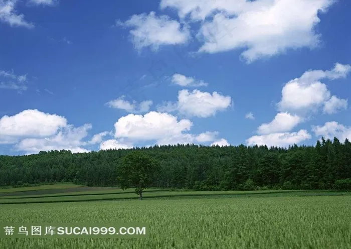 陆地旷野好一大片树林啊