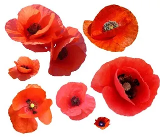 罂粟花 PNG免抠