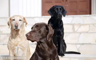 漂亮的三只拉布拉多犬