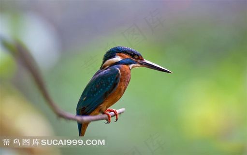 树枝上的翠鸟摄影图片