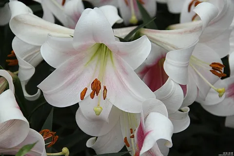 食用百合花图片 食用百合花图片