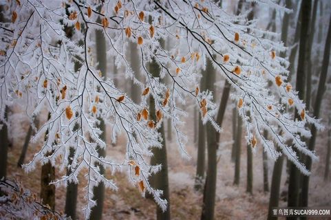冰霜树叶寒冷