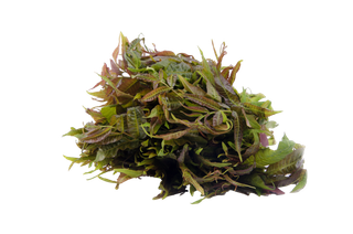 香椿 (2)超市商品白底图免抠实物摄影png格式图片透明底