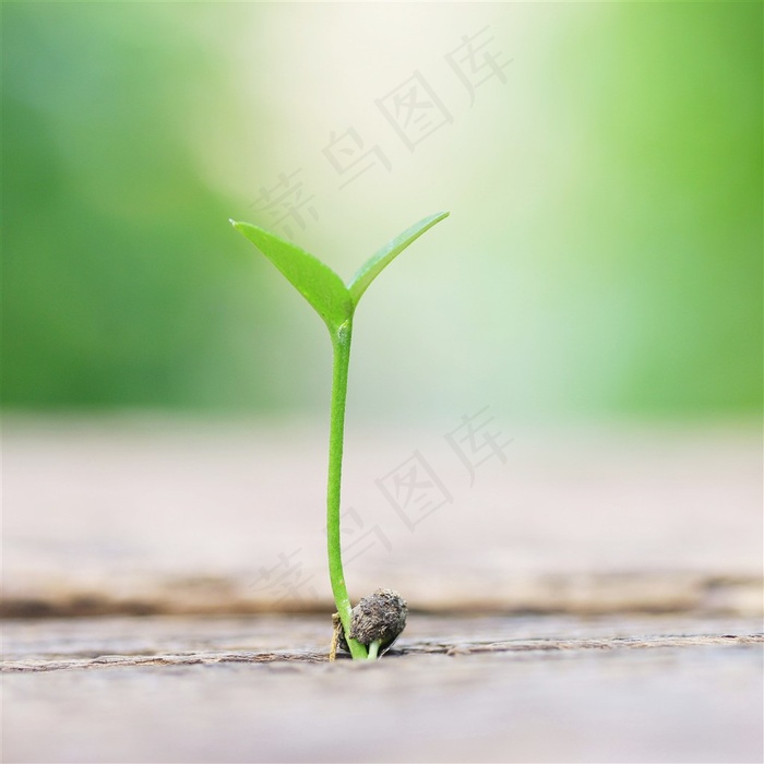 寓意生命的绿色新芽植物图片