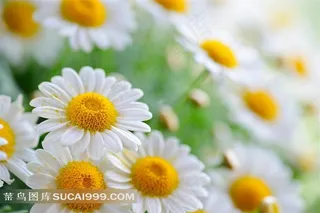 白色菊花高清图片素材