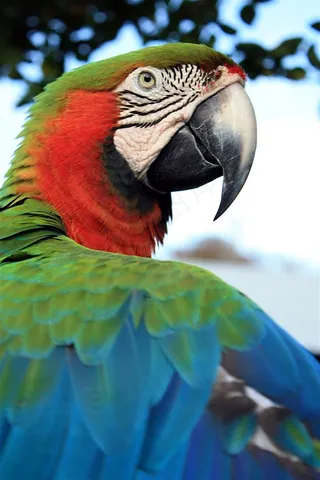 鹦鹉小鸟摄影图片