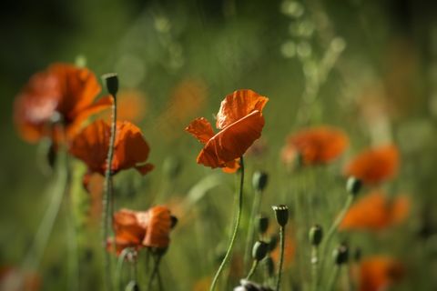 野生罂粟壁纸图片