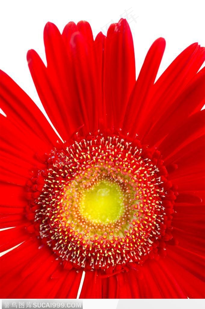 红色向日葵-盛开的红色向日葵