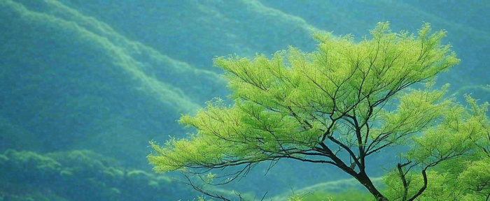 绿色树冠，绿色森林山脉，春天摄影图(1712x704)