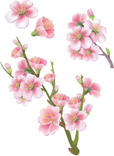 樱花 PNG免抠(4471x6126)