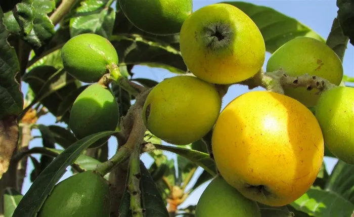 阳光下的枇杷果园里的