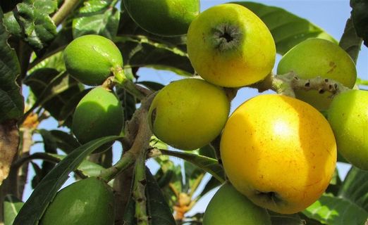 阳光下的枇杷果园里的