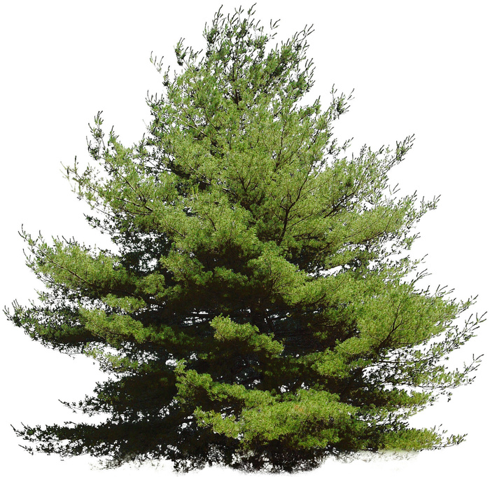 高清树木素材 免抠PSD植物素材 美术绘画园林贴图 树草灌木花草