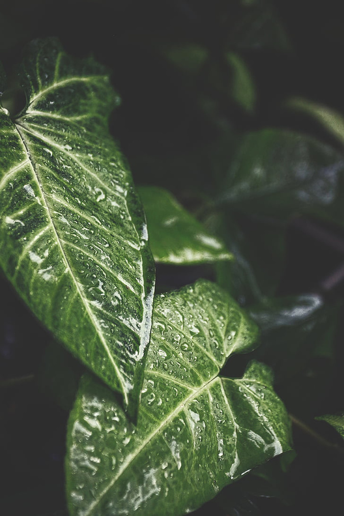 风景 露水 素材拍摄 (58)