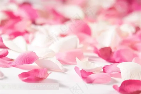 高清粉色玫瑰花瓣素材图片 高清粉色玫瑰花瓣素材图片