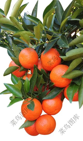 东方红橘子