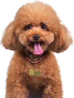 免扣素材实物狗狗摄影