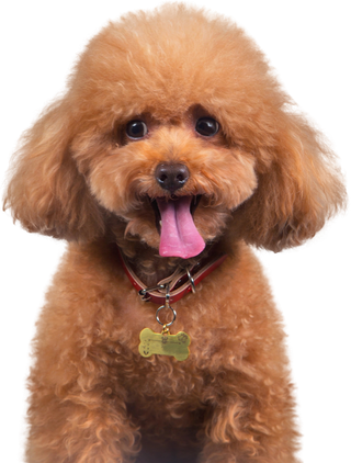 免扣素材实物狗狗摄影