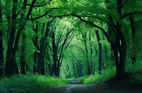 有绿树的森林深绿色幽暗的风格摄影图 有绿树的森林深绿色幽暗的风格摄影图