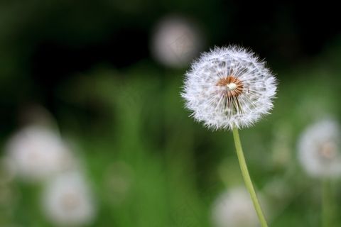 蒲公英高清图片下载 蒲公英高清图片下载