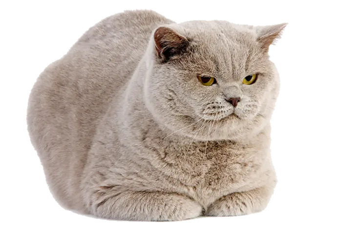 猫咪动物蓝猫