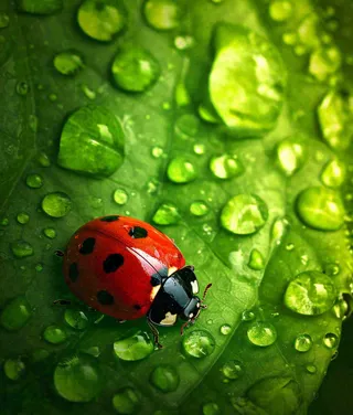 春夏天季节七星瓢虫昆虫绿叶，夏至摄影图