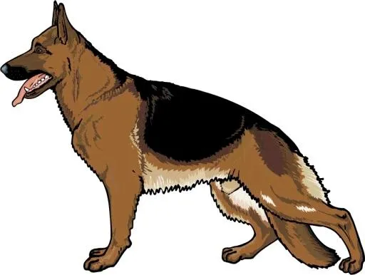 德国牧羊犬 PNG免抠(853x644)